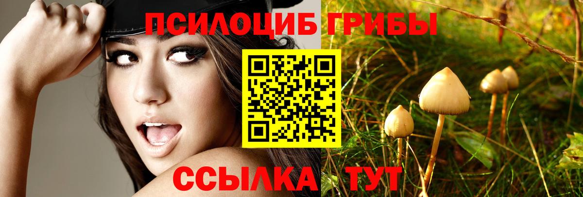 Псилоцибиновые грибы Psilocybine cubensis  Вход с VPN  магазин  наркотиков  Гатчина 